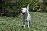 PARSON RUSSEL TERRIER 161